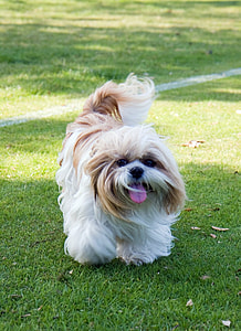 adult tan and white shih tzu standing on green grass field at daytime thumbnail