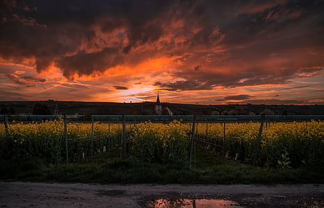 green field under orange sunset thumbnail