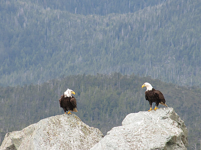 two American eagles on rock thumbnail