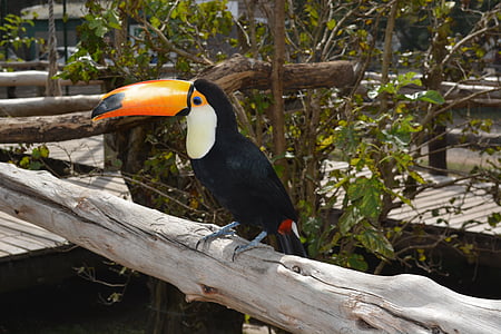 toucan on tree branch thumbnail