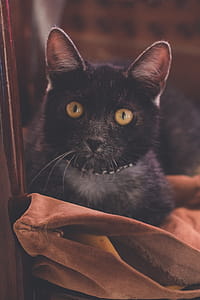 Black Cat on Brown Cloth thumbnail