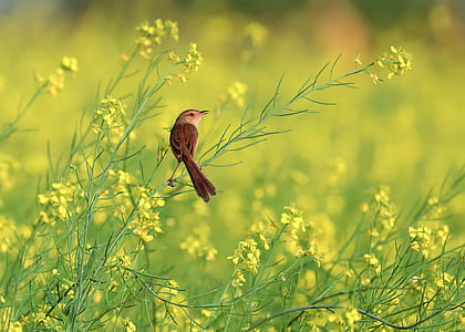 selective focus photography brown and black bird on green leaf yellow petal flower plant thumbnail