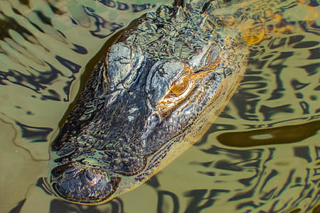 gray crocodile on water thumbnail