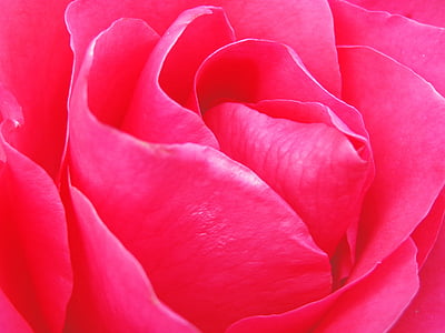 macro photography of pink flower thumbnail
