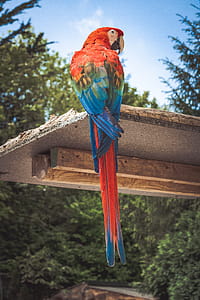 Photo of Scarlet Macaw Perching on Brown Wooden Board thumbnail