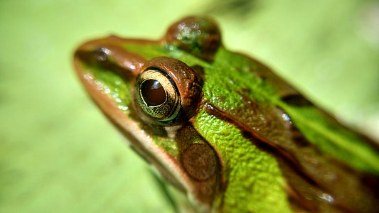 Face of a Frog thumbnail
