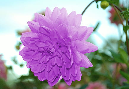 selective photo of purple flower thumbnail