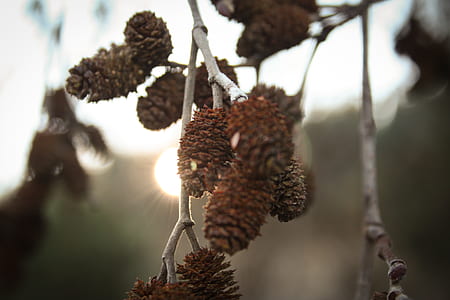 Gray and Brown Tree thumbnail
