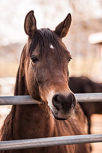 brown horse inside the fence thumbnail
