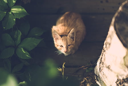 orange tabby cat surrounded by green leaves thumbnail