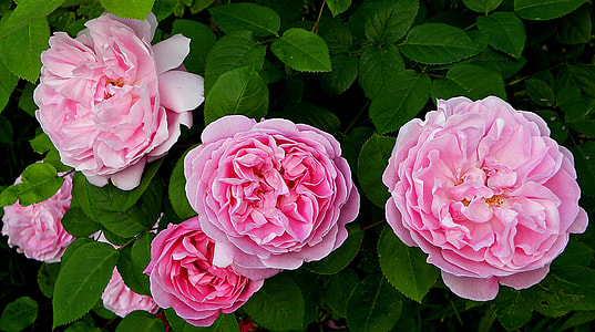 close view of pink Carnation thumbnail