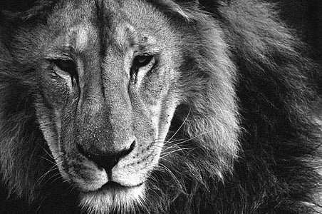 grayscale photo of lion thumbnail