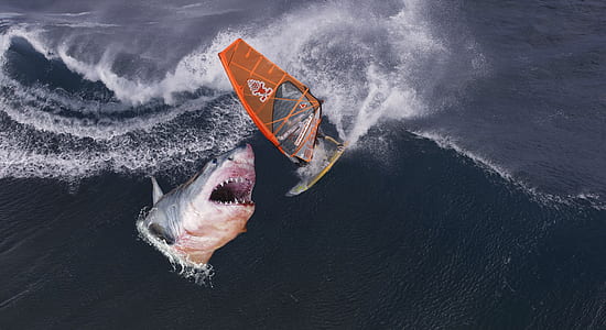 windsurfer attack by shark thumbnail