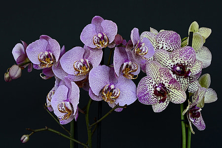 purple orchid flowers during night time thumbnail