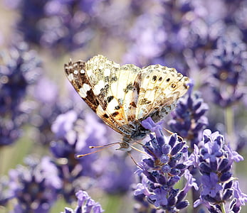 brown and white butterfly on purple flower thumbnail