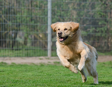 adult light golden retriever runs in grass field at daytime thumbnail