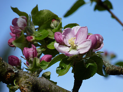 purple flowers on branches thumbnail