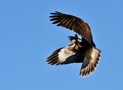 low angle photo red-tailed hawk flying under blue sky thumbnail