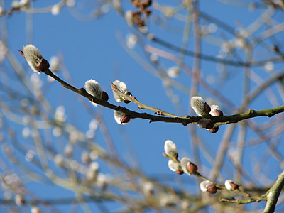 green tree branches thumbnail