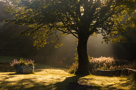 tree during daytime thumbnail