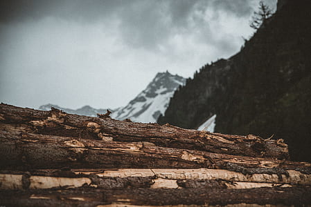 closeup selective focus photography of log piles thumbnail