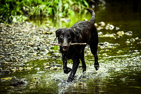 Black Dog Stick on Mouth thumbnail