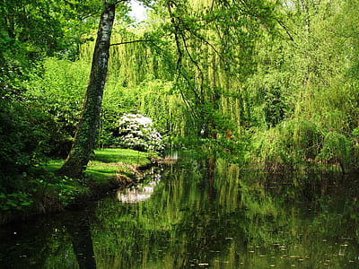 field of trees near body of water thumbnail
