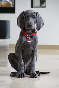 blue Labrador retriever thumbnail