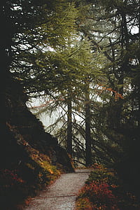 empty pathway in the middle of woods thumbnail