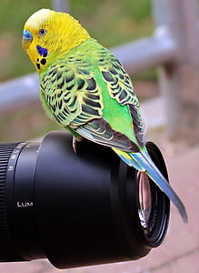 Close-up of Bird thumbnail