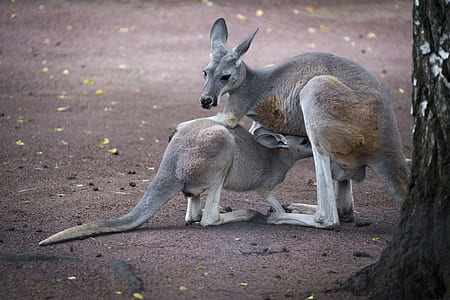 two brown kangaroos thumbnail