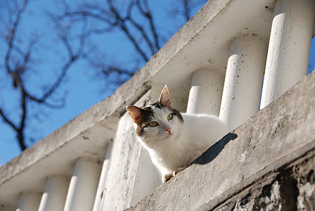 white and black cat on fence thumbnail