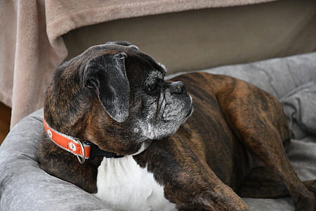 adult short-coated brown and white dog lying on grey pet bed thumbnail