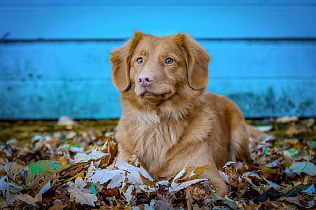 Nova Scotia duck tolling retriever thumbnail