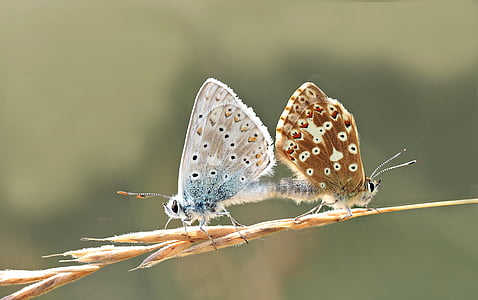 male and female common butterflies thumbnail