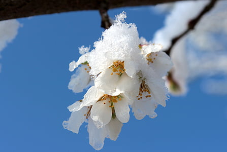 snow-covered white cherry blossoms during daytime thumbnail