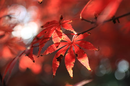 selective focus photo of red palmate leaves thumbnail