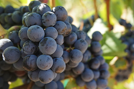 blue berries thumbnail