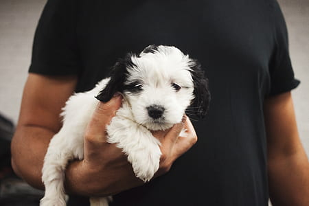 white and black toy poodle puppy carried by man thumbnail