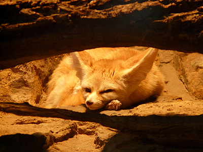 white and tan animal in brown cage thumbnail