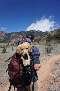 Man Carrying Red and Black Backpack With Yellow Labrador Retriever Puppy thumbnail
