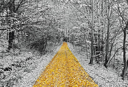 selective color photography of leaves and trees thumbnail