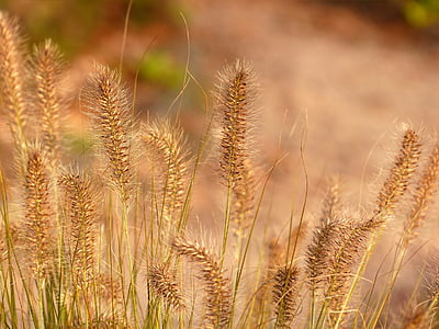 close up photography of brown grass thumbnail