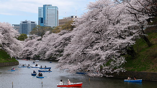 people riding canoe boats on body of water near white leaf trees during daytime thumbnail