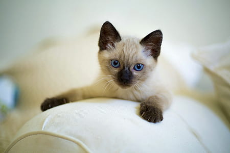 gray Tabby cat thumbnail