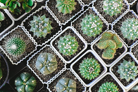 pile of green cactus thumbnail