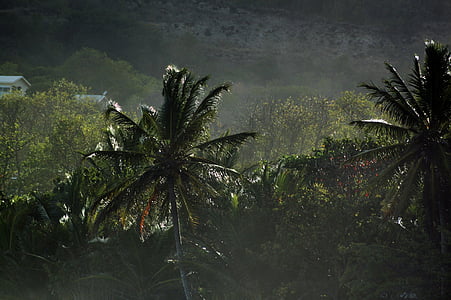 landscape photography of trees thumbnail