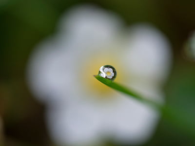 selective focus photography of rain dew on leaf reflecting white petal flower during daytime thumbnail
