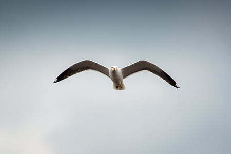 bird flying in the sky thumbnail