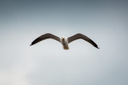 Low Angle Photography of Seagull Flying thumbnail